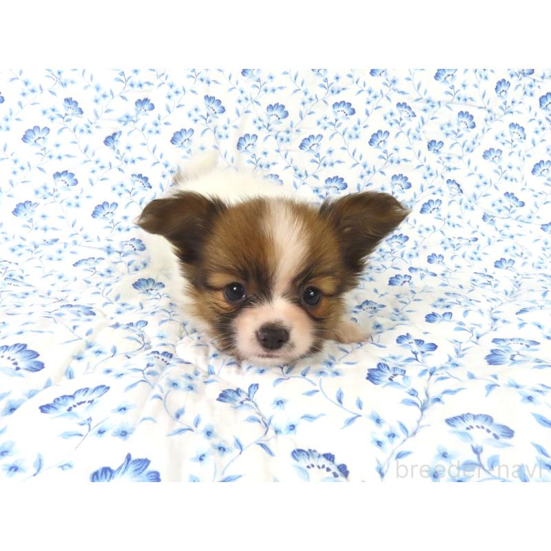 販売中の千葉県のパピヨン-436217の7枚目