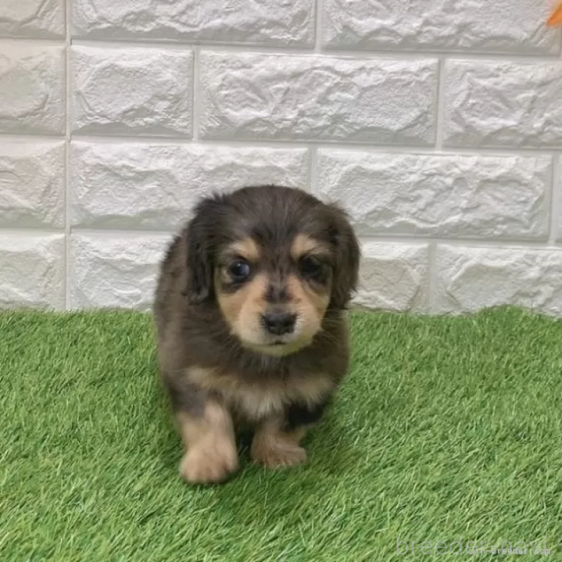 販売中の愛知県のミニチュアダックスフンド(ロングヘアード)-439768