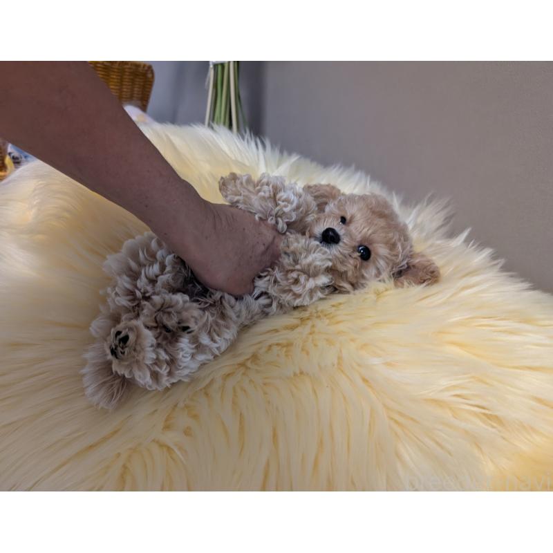 販売中の新潟県のティーカッププードル-440832の4枚目