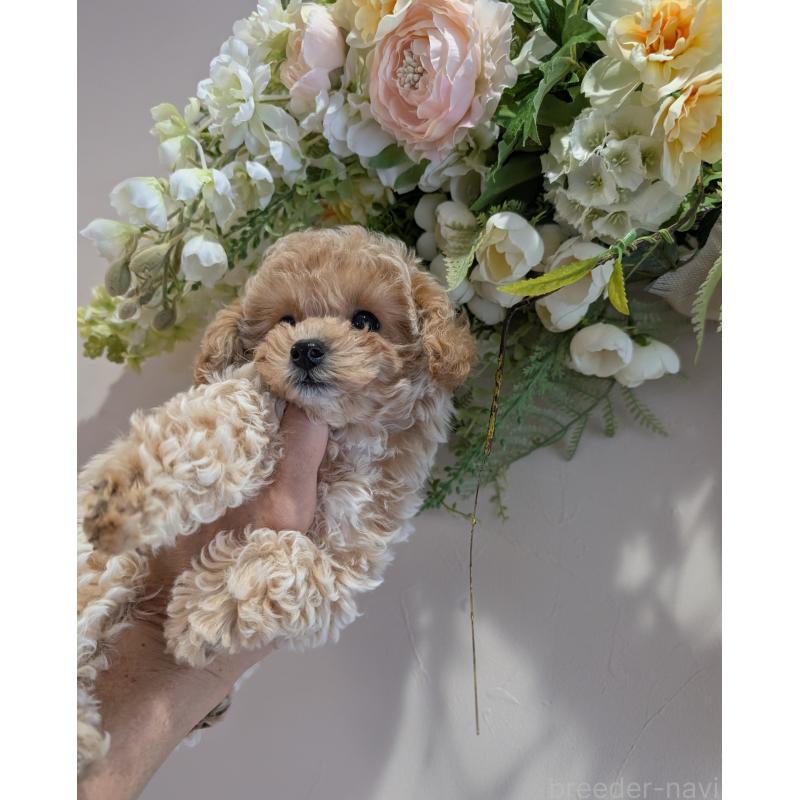 販売中の新潟県のティーカッププードル-440832の3枚目