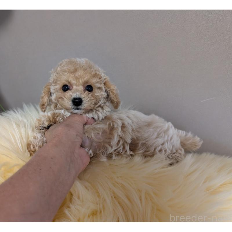 販売中の新潟県のティーカッププードル-440832の2枚目