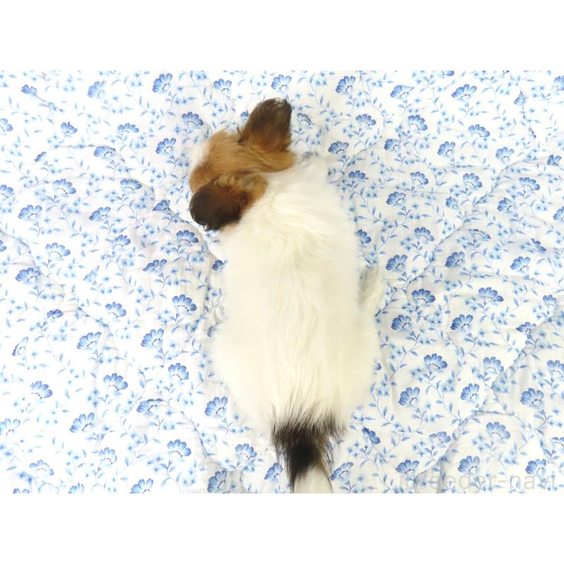 成約済の千葉県のパピヨン-435040の10枚目