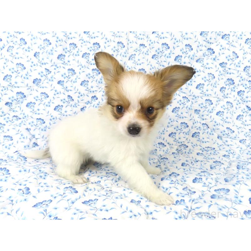 成約済の千葉県のパピヨン-435040の9枚目