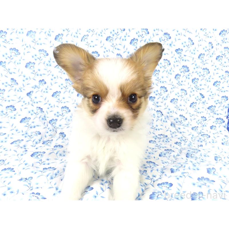 成約済の千葉県のパピヨン-435040の7枚目