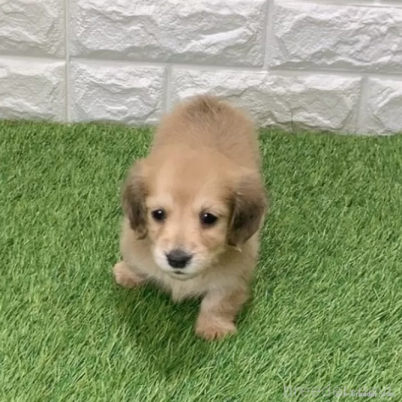 販売中の愛知県のミニチュアダックスフンド(ロングヘアード)-439751