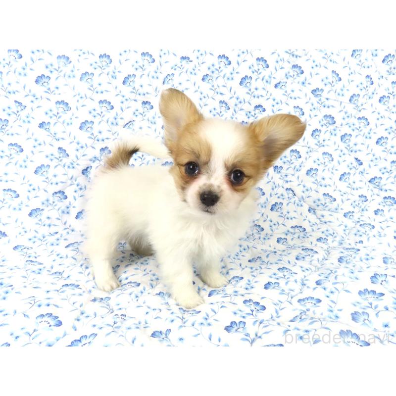 販売中の千葉県のパピヨン-435042の9枚目