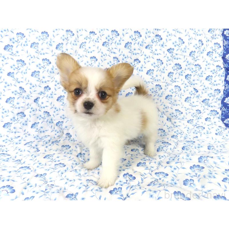 販売中の千葉県のパピヨン-435042の8枚目