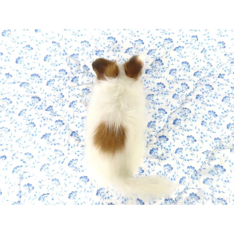 販売中の千葉県のパピヨン-435043の10枚目