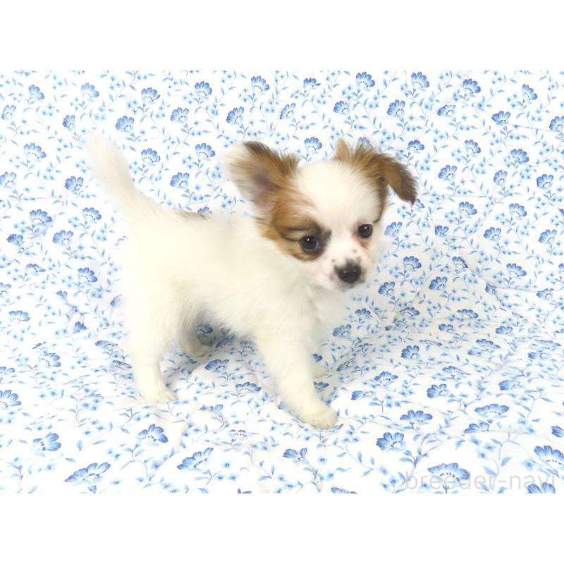 販売中の千葉県のパピヨン-435043の9枚目