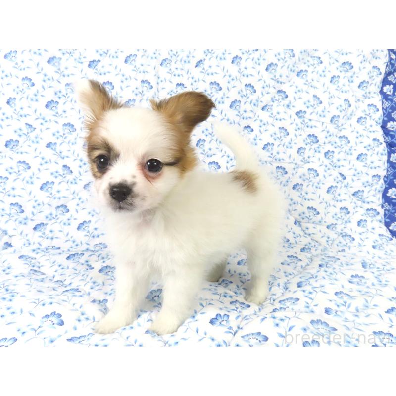 販売中の千葉県のパピヨン-435043の8枚目