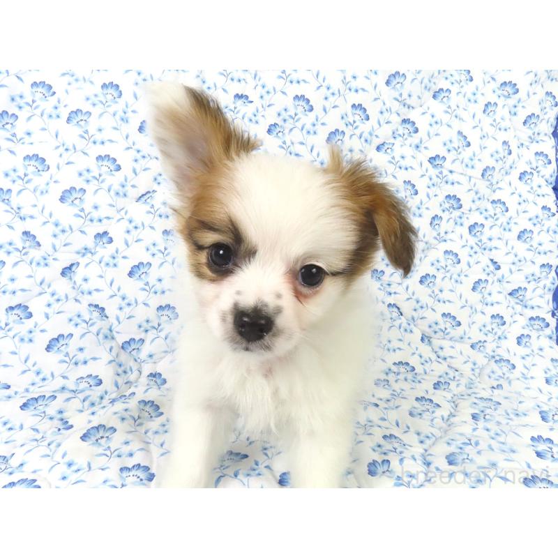 販売中の千葉県のパピヨン-435043の7枚目