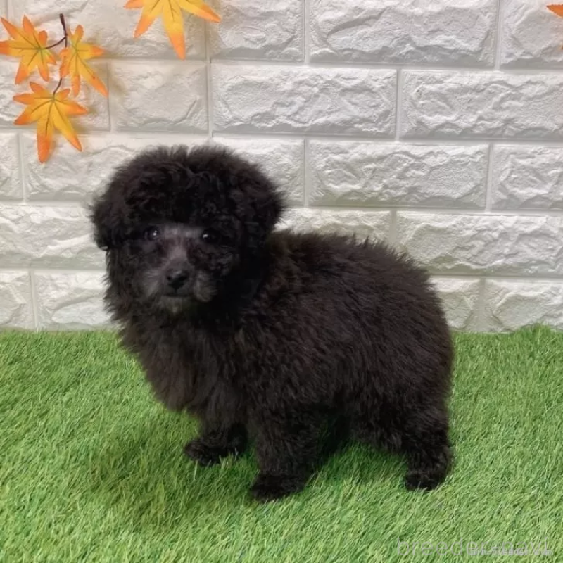 販売中の愛知県のトイプードル-434255