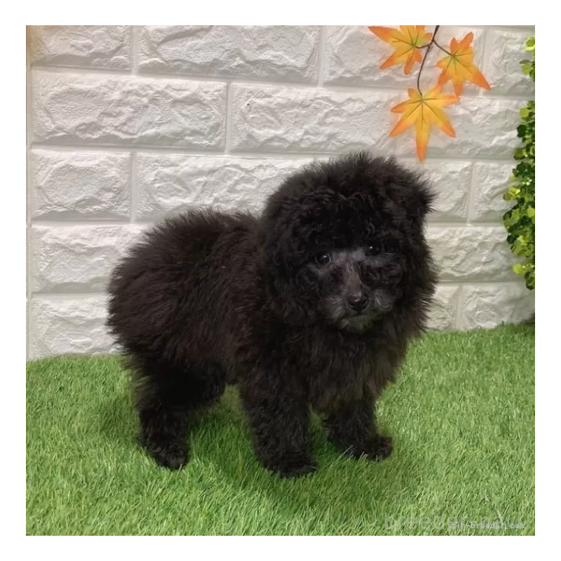 成約済の愛知県のトイプードル-434255の5枚目