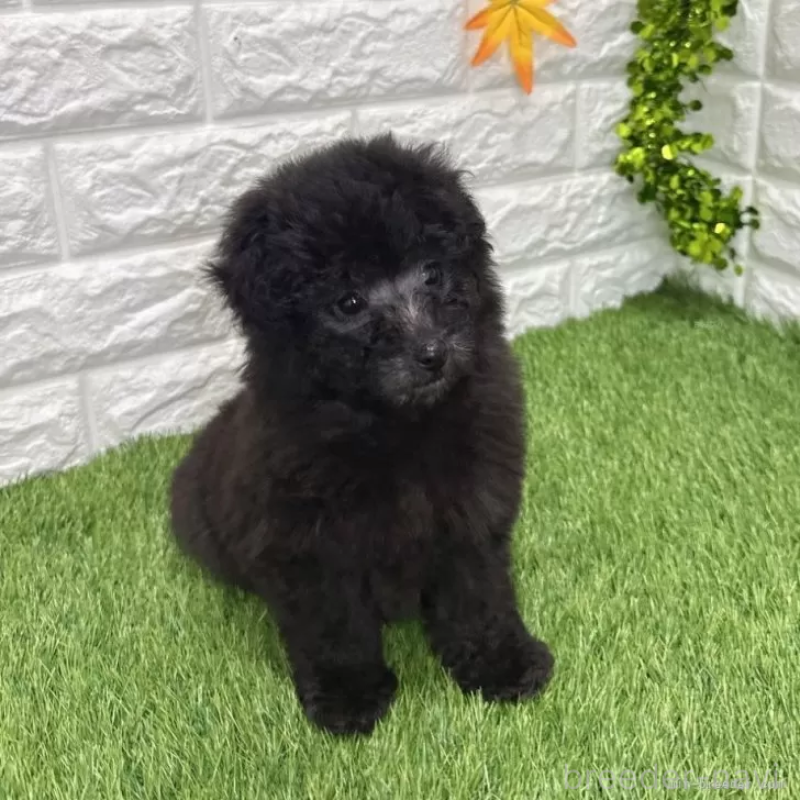 成約済の愛知県のトイプードル-434255の3枚目