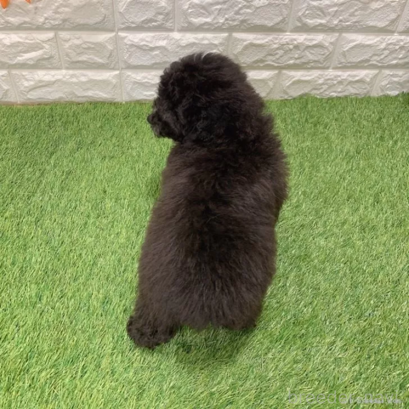 成約済の愛知県のトイプードル-434255の2枚目