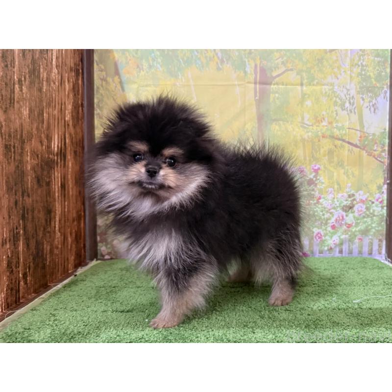 販売中の埼玉県のポメラニアン-440833の5枚目