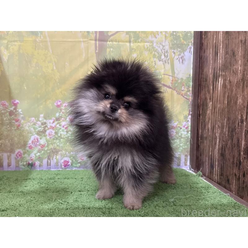 販売中の埼玉県のポメラニアン-440833の4枚目