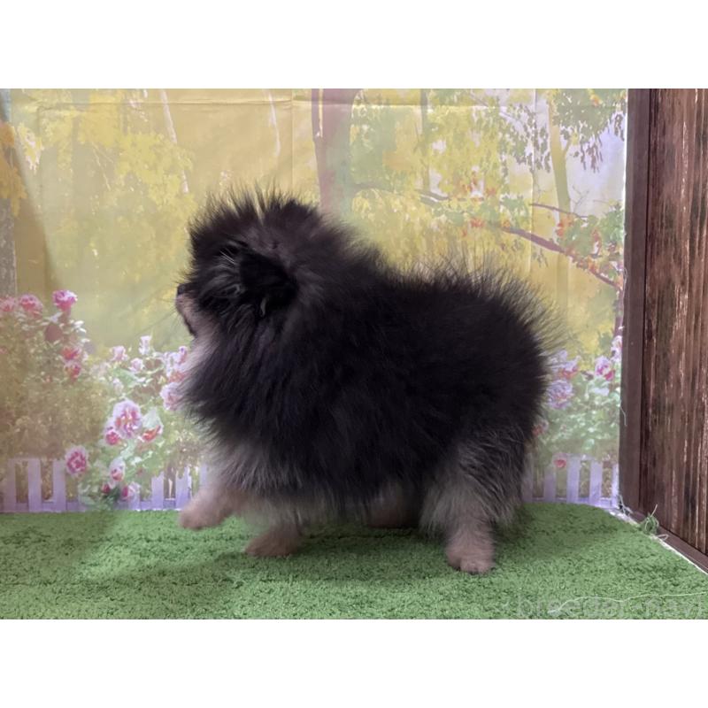 販売中の埼玉県のポメラニアン-440833の3枚目