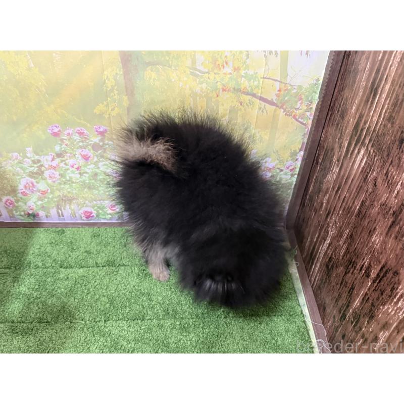 販売中の埼玉県のポメラニアン-440833の2枚目