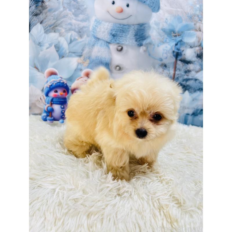 成約済の茨城県のポメプー:ポメラニアン×トイプードル-438301の6枚目