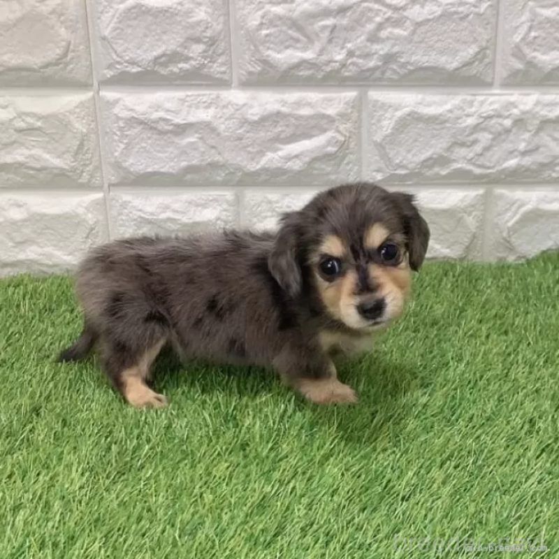 販売中の愛知県のミニチュアダックスフンド(ロングヘアード)-439753の5枚目