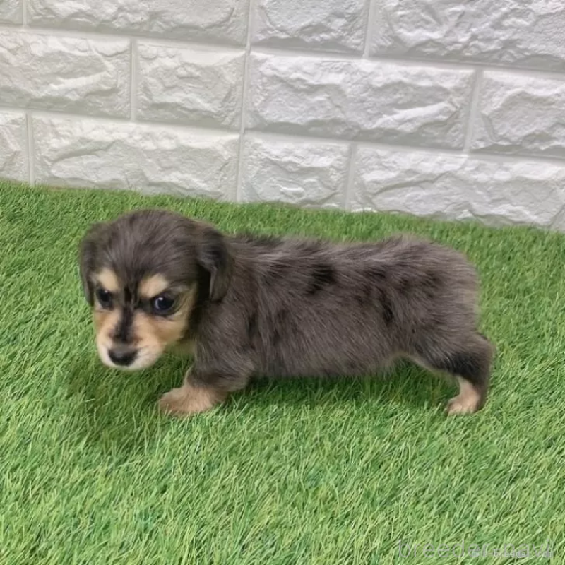 販売中の愛知県のミニチュアダックスフンド(ロングヘアード)-439753の4枚目