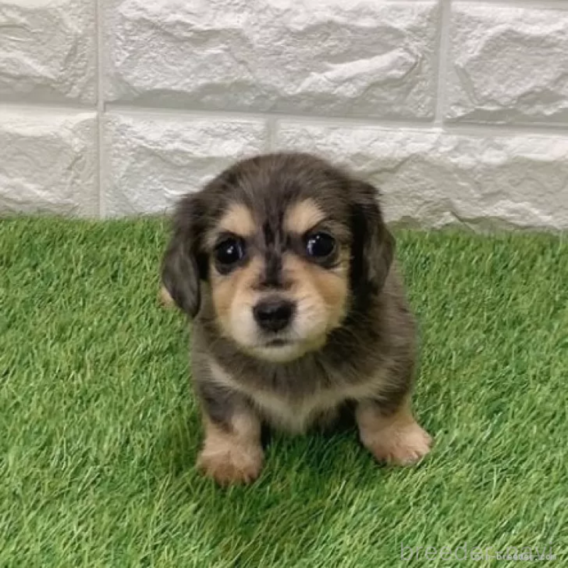 販売中の愛知県のミニチュアダックスフンド(ロングヘアード)-439753の3枚目