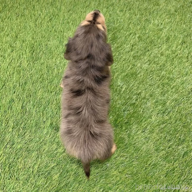 販売中の愛知県のミニチュアダックスフンド(ロングヘアード)-439753の2枚目