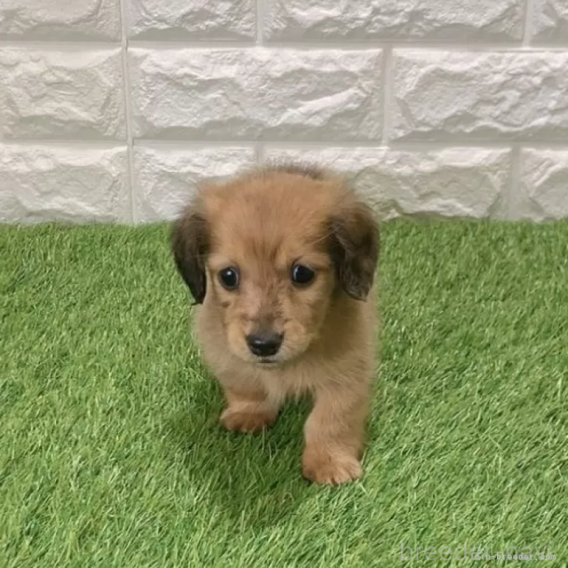 販売中の愛知県のミニチュアダックスフンド(ロングヘアード)-439784