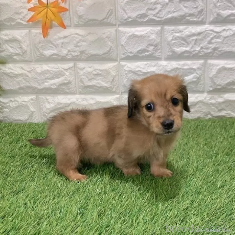 販売中の愛知県のミニチュアダックスフンド(ロングヘアード)-439784の5枚目