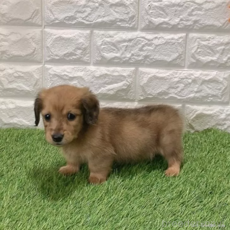 販売中の愛知県のミニチュアダックスフンド(ロングヘアード)-439784の4枚目