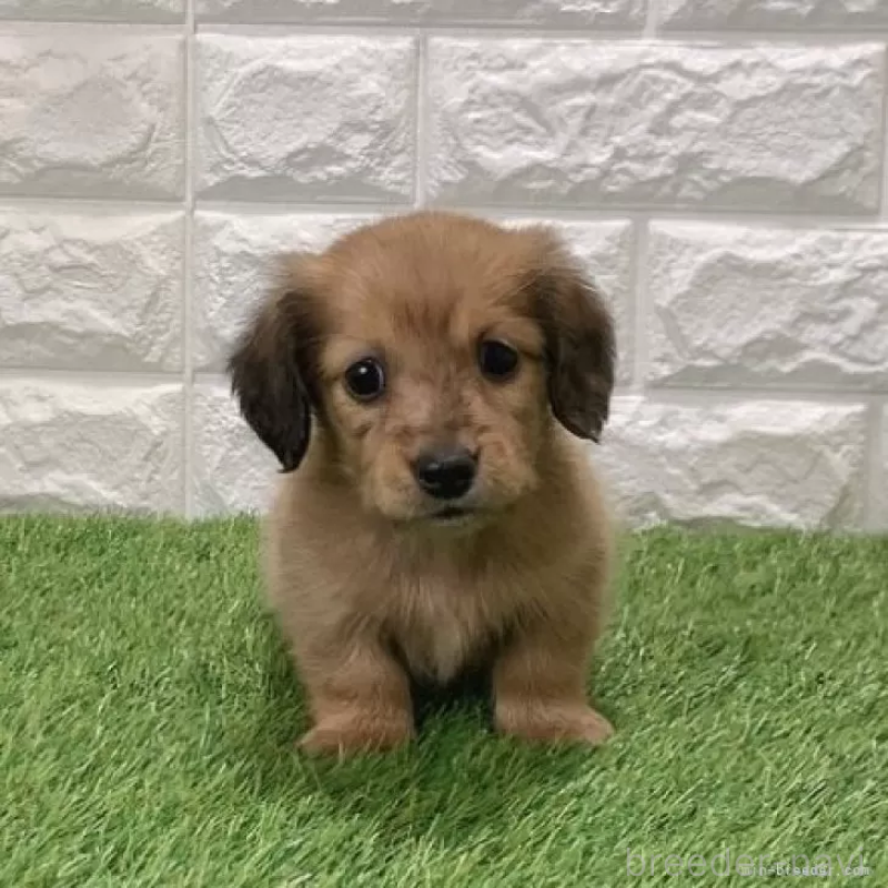 販売中の愛知県のミニチュアダックスフンド(ロングヘアード)-439784の3枚目