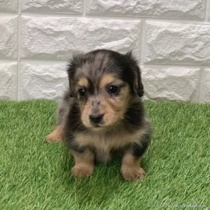 販売中の愛知県のミニチュアダックスフンド(ロングヘアード)-439781