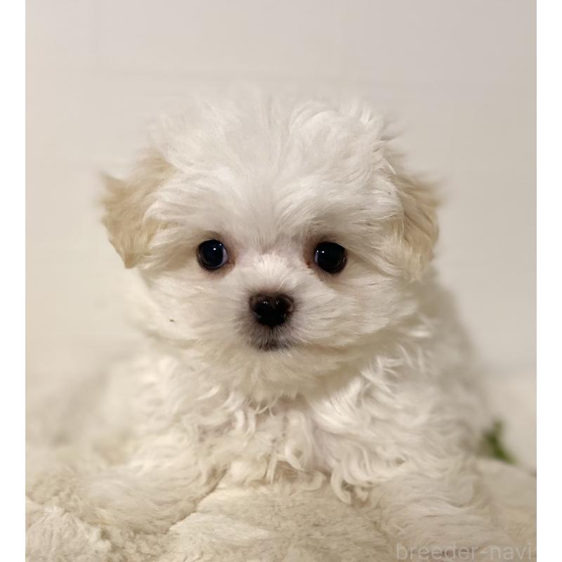 販売中の静岡県のポメマル:ポメラニアン×マルチーズ-440834の6枚目