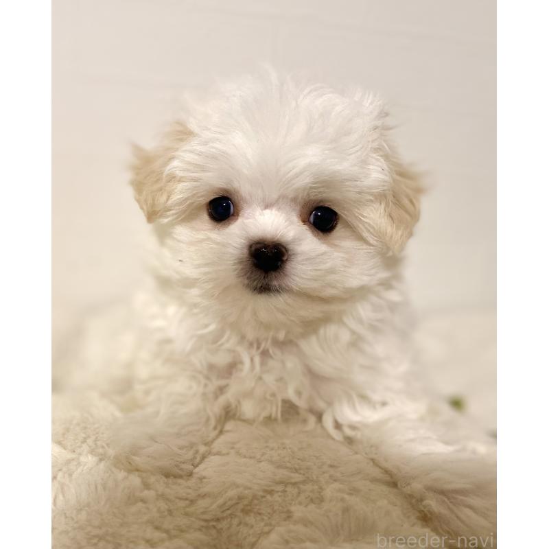 販売中の静岡県のポメマル:ポメラニアン×マルチーズ-440834の5枚目