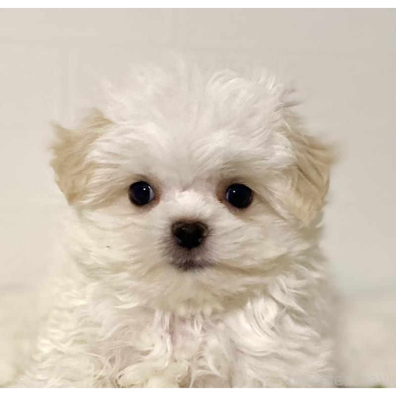 販売中の静岡県のポメマル:ポメラニアン×マルチーズ-440834の4枚目