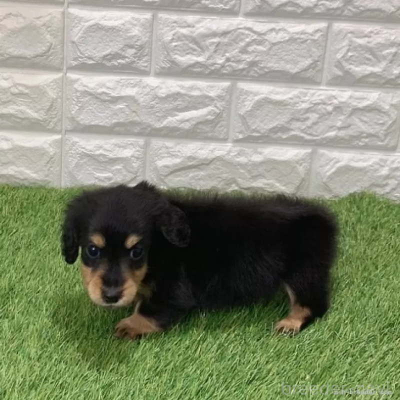 販売中の愛知県のミニチュアダックスフンド(ロングヘアード)-439777の5枚目