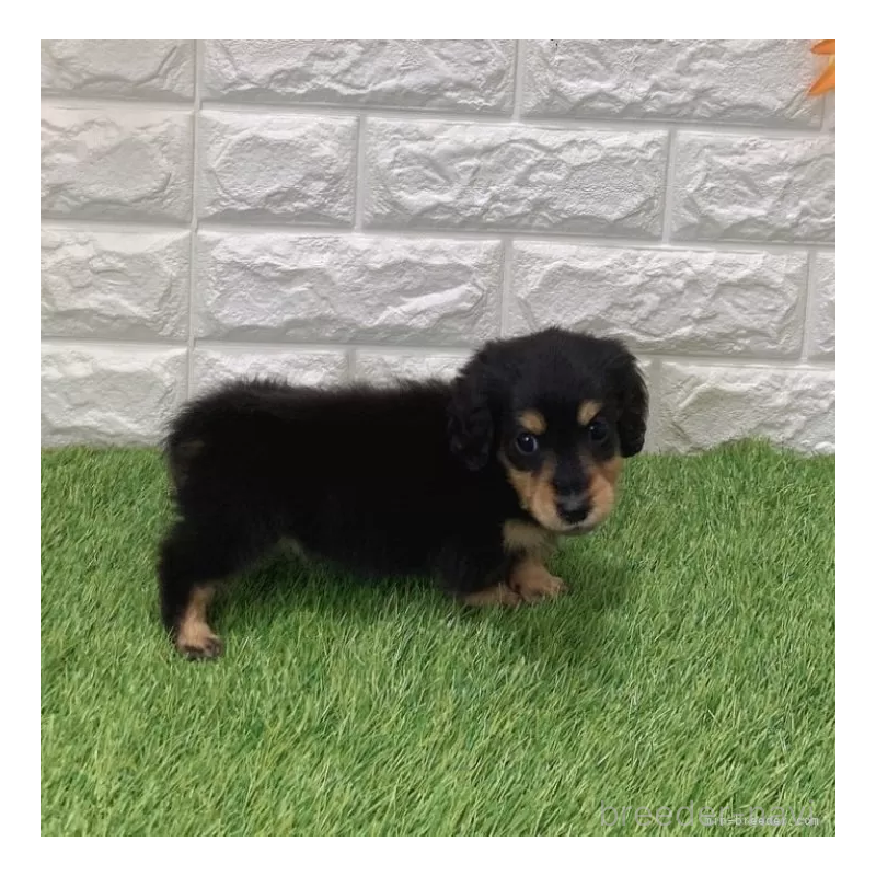 販売中の愛知県のミニチュアダックスフンド(ロングヘアード)-439777の4枚目