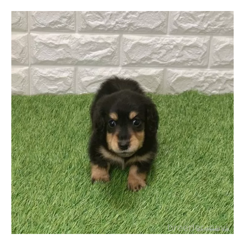 販売中の愛知県のミニチュアダックスフンド(ロングヘアード)-439777の3枚目