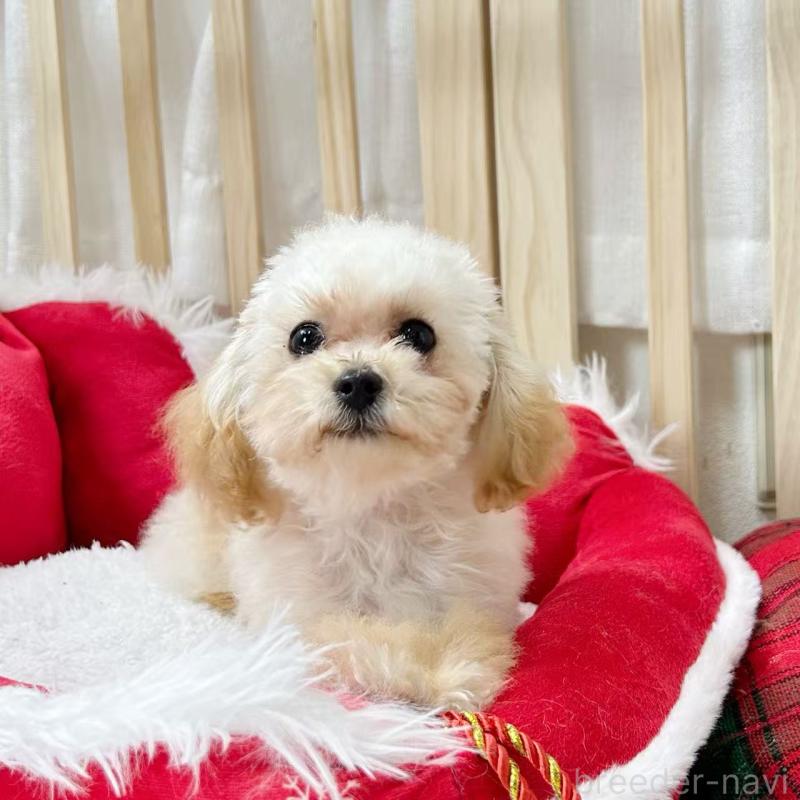 販売中の東京都のトイプードル-427873の4枚目