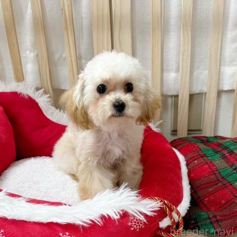 販売中の東京都のトイプードル-427873