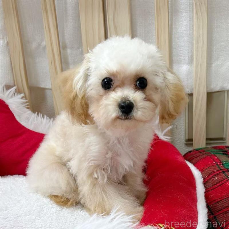 販売中の東京都のトイプードル-427873の3枚目