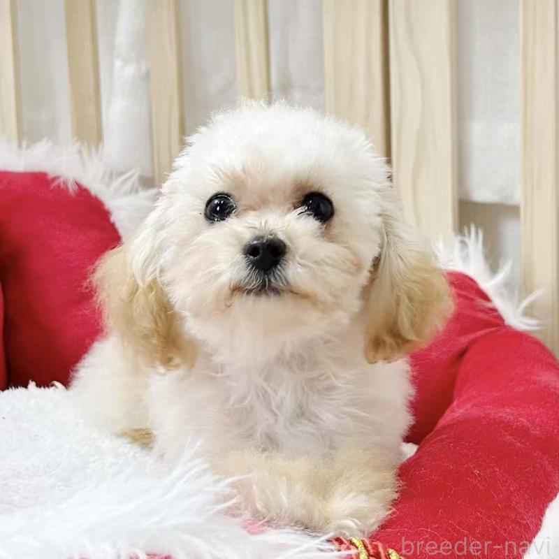 販売中の東京都のトイプードル-427873の2枚目