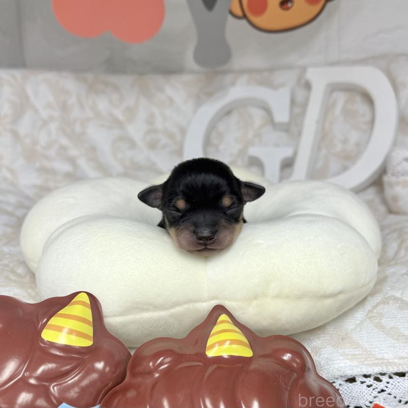 販売中の愛知県のミックス犬-440836の4枚目