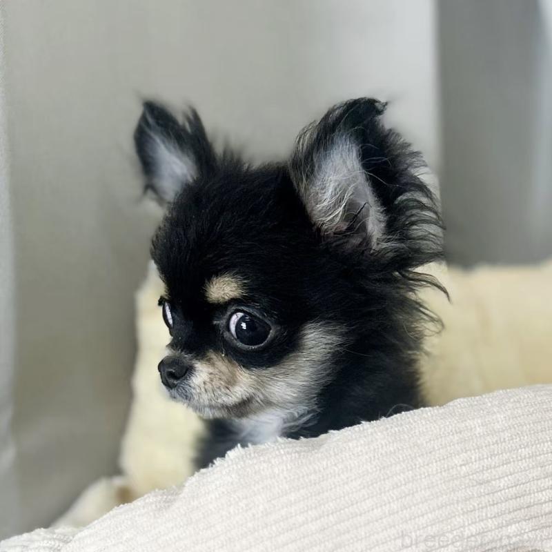 販売中の東京都のチワワ(ロングコート)-428021の2枚目