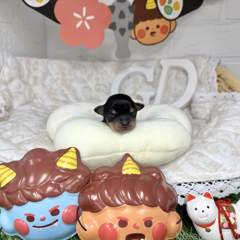 販売中の愛知県のミックス犬-440836の3枚目