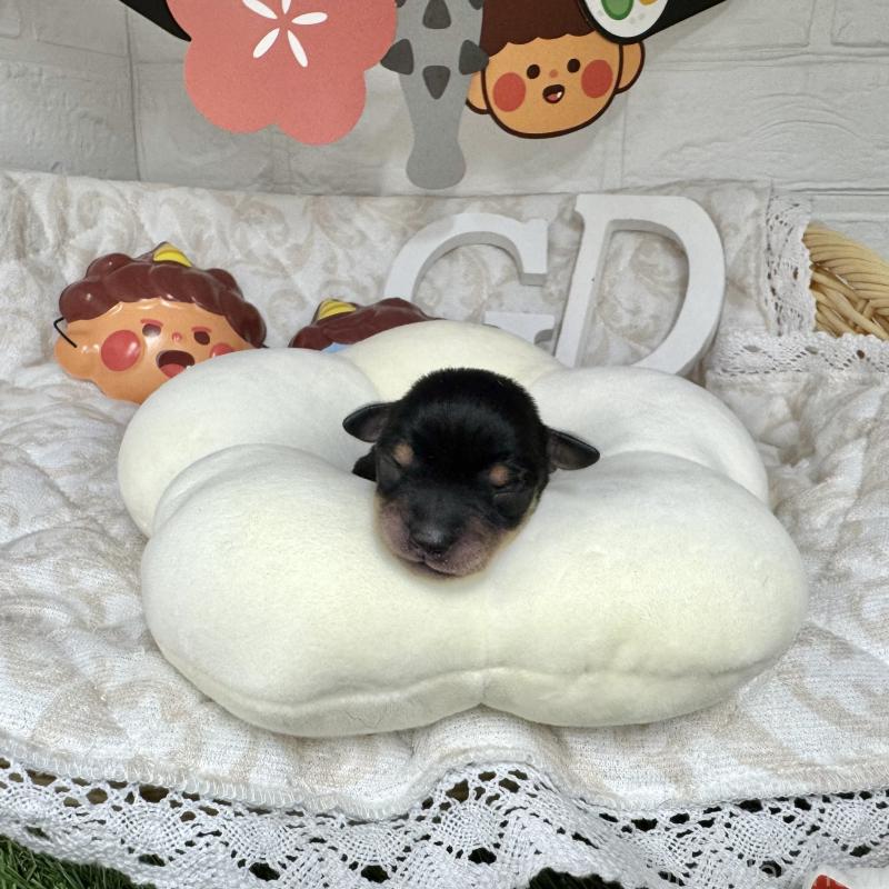 販売中の愛知県のミックス犬-440836の2枚目