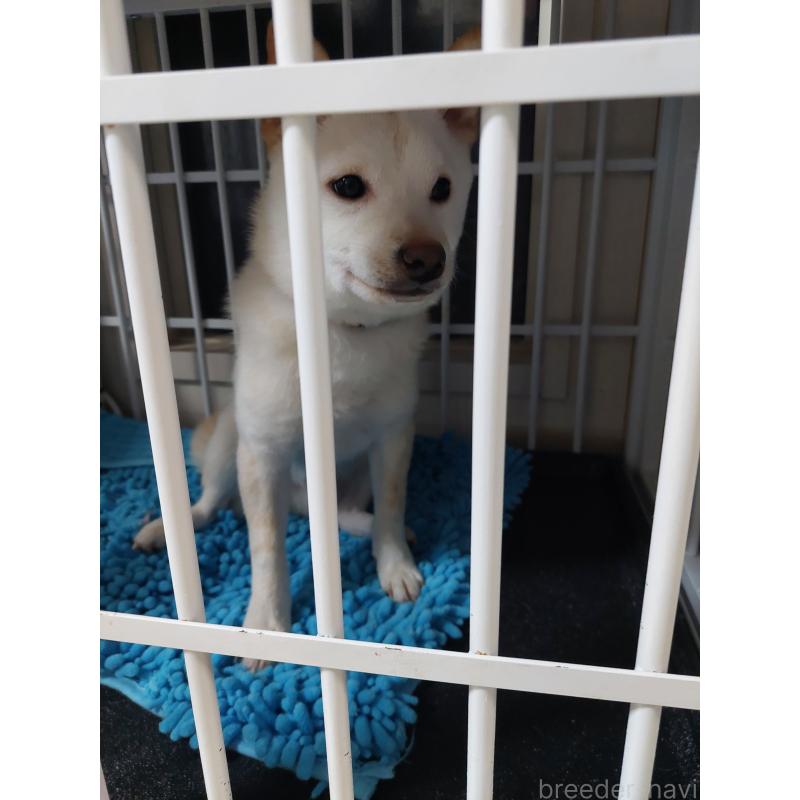 販売中の高知県の豆柴-398306の2枚目