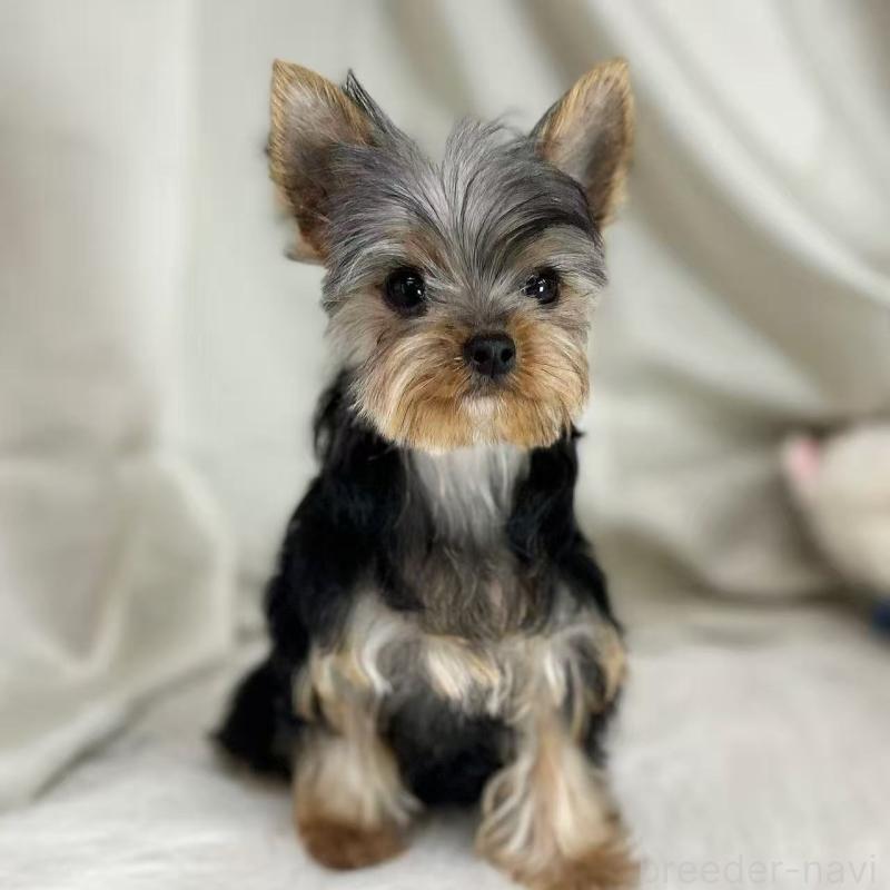 販売中の東京都のヨークシャーテリア-423617の6枚目