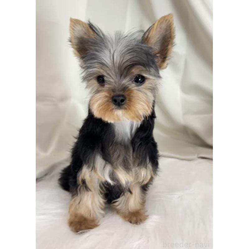 販売中の東京都のヨークシャーテリア-423617の4枚目